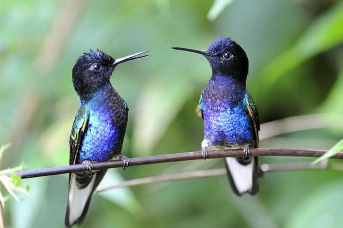 private-tour-equator-linehummingbirds-garden-2-hour-hike-in-a-primary-forest