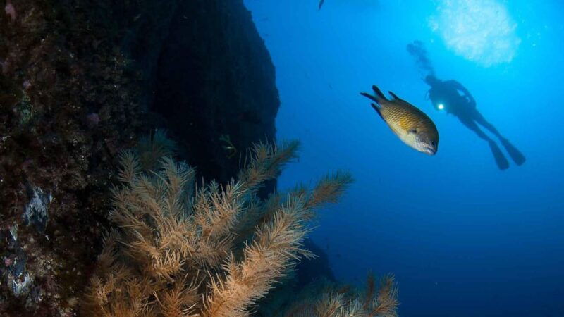 private-tour-ponta-de-sao-lourenco-scuba-snorkeling