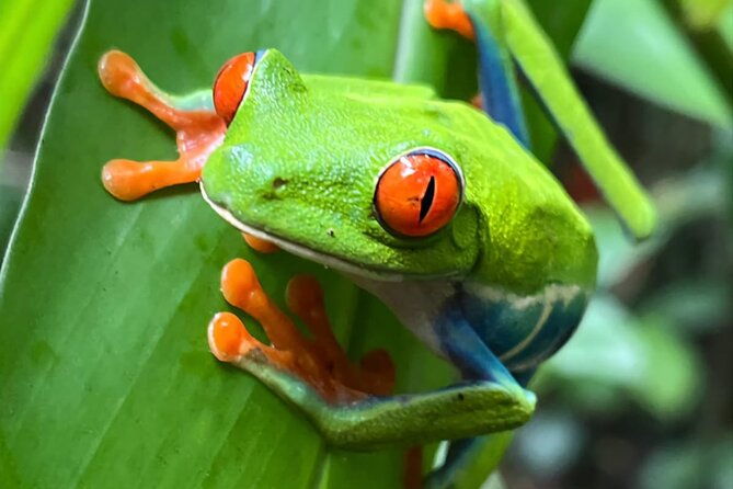 private-tour-to-llanos-de-cortes-falls-and-rainforest