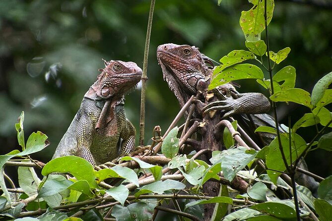 private-urban-wildlife-city-tour-from-manuel-antonio-to-quepos