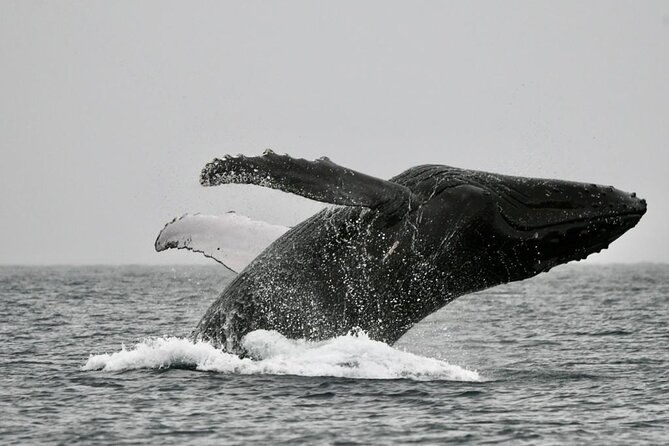 private-whale-watching-tour-at-the-pearl-islands-on-private-yacht