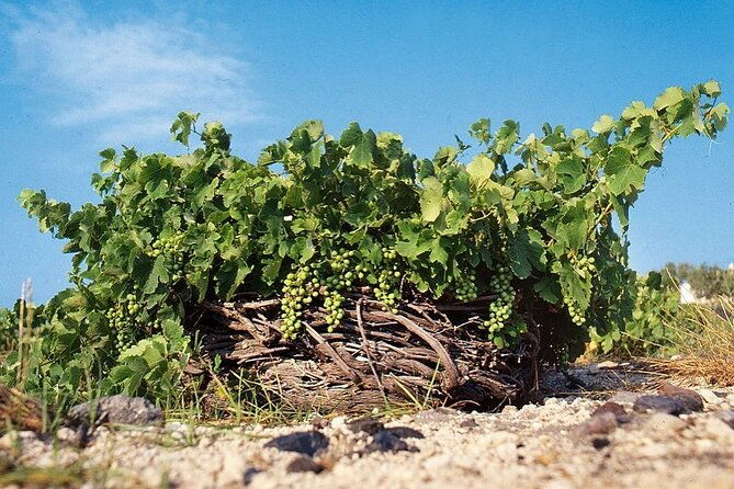 private-wine-tour-in-santorini
