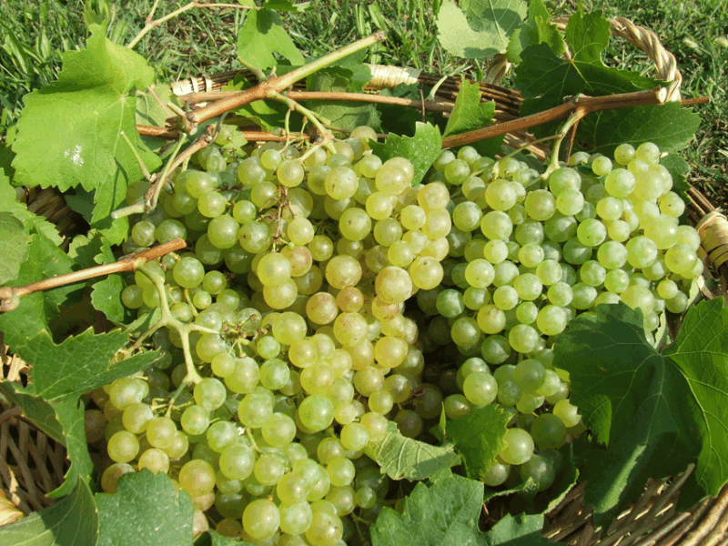 prosecco-tasting-in-countryside-winery