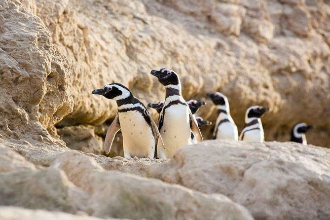 puerto-madryn-valdes-peninsula-with-visit-to-the-magellanic-penguin-colony
