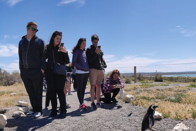 punta-tombo-full-day-tour-walking-among-penguins-regular-service-sib