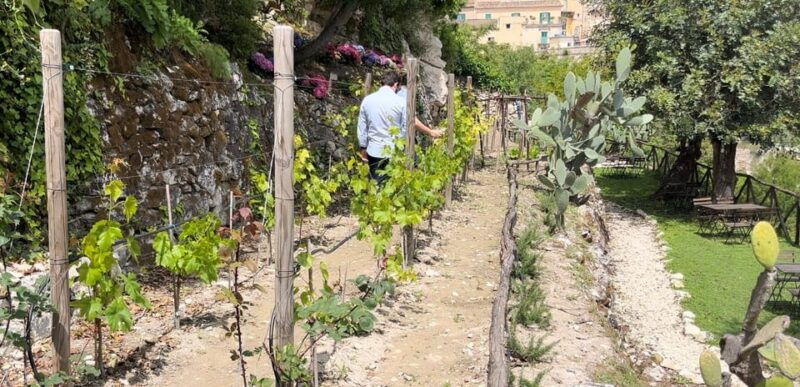 radici-iimmerse-yourself-in-the-heady-scents-of-our-garden
