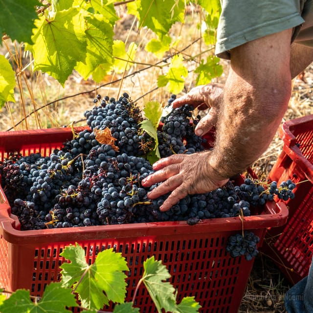 raise-a-glass-exclusive-wine-experiences-near-orvieto