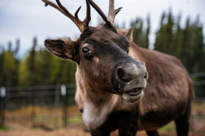reindeer-meet-and-greet