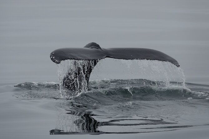 reykjavik-bay-arctic-rose-whale-watching-excursion