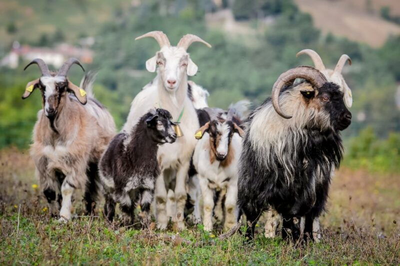 rimini-san-leo-cashmere-farm-experience