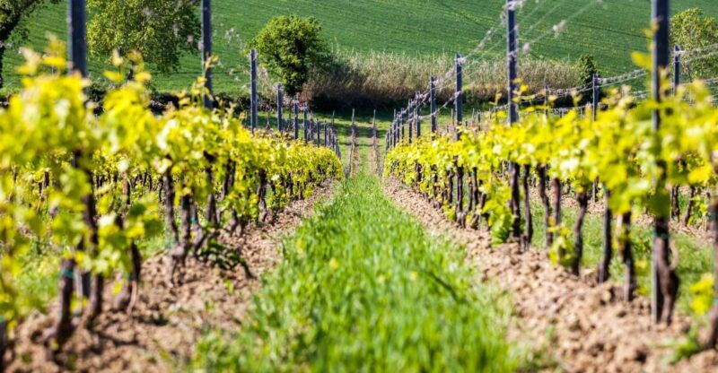 rimini-san-valentino-vineyards-tour-with-doc-wine-tastings