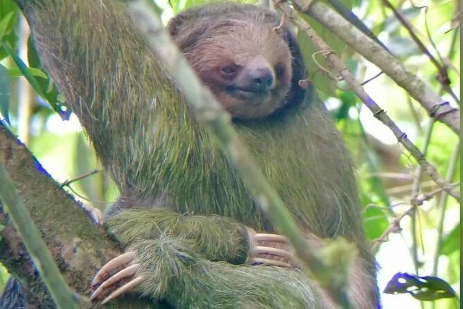 rio-celeste-fallsrain-foresttubingslothful-shrine