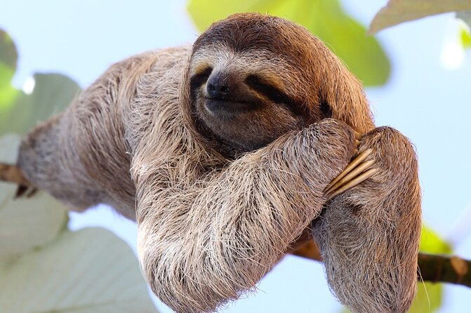 rio-celeste-waterfall-sloth-observation