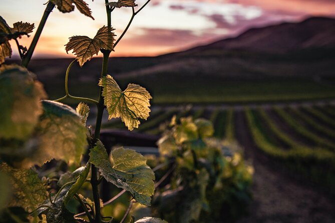 rioja-with-guided-visits-to-wineries