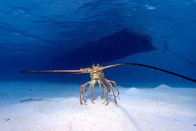 roatan-east-side-mangrove-tunnels-and-snorkel-adventure