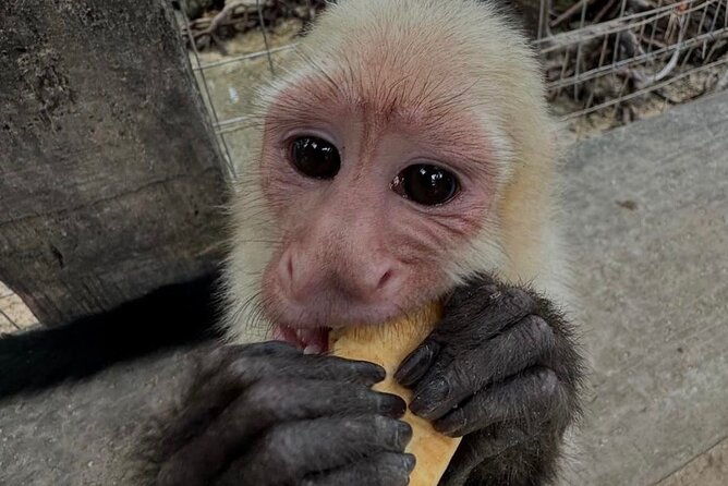 roatan-monkey-and-sloth-park-iguana-park-private-island-tour