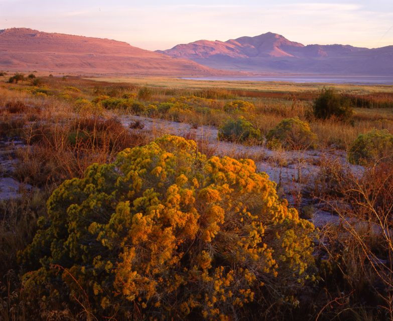 salt-lake-city-great-salt-lake-antelope-island-guided-tour