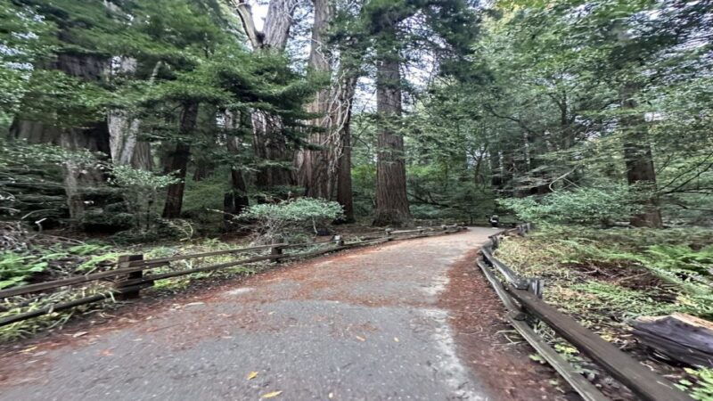 san-francisco-alcatraz-muir-woods-and-sausalito-day-tour