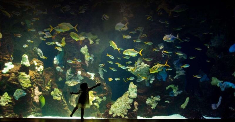 san-sebastian-aquarium-entry-ticket-and-city-walking-tour