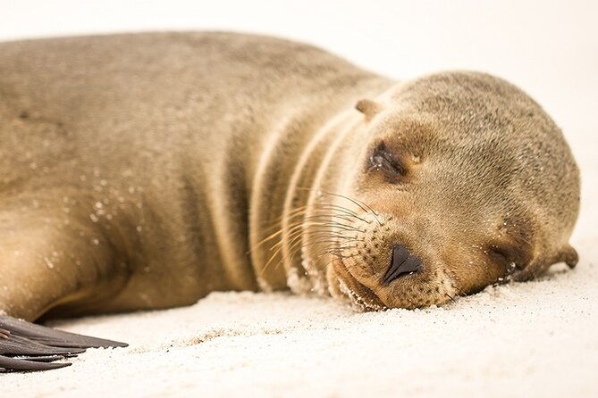 santa-fe-island-on-board-of-sea-lion-yacht