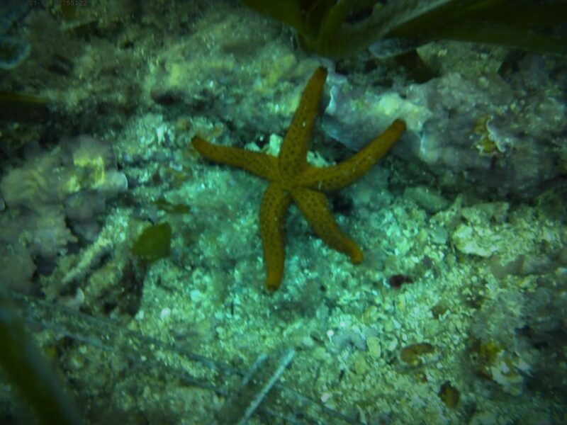 santa-pola-3-hour-scuba-diving-near-tabarca