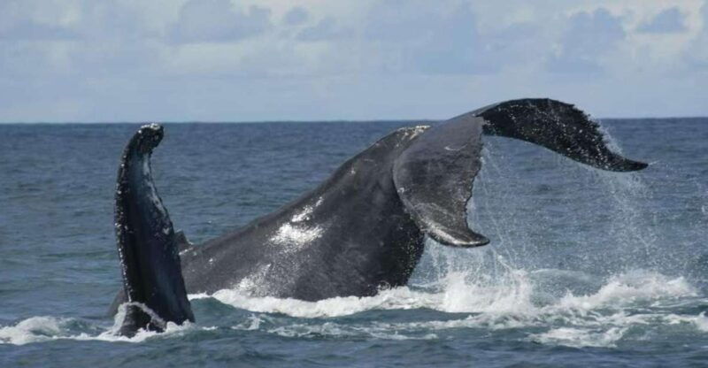 sao-miguel-whales-volcano-full-day-tour-with-lunch
