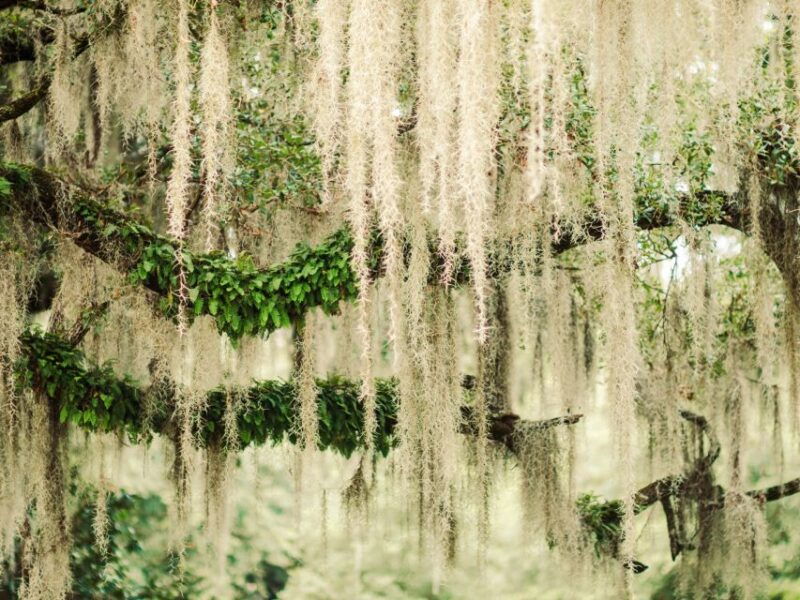 savannah-bonaventure-cemetery-tour