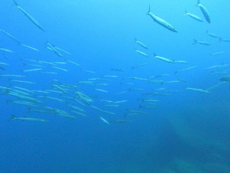 scuba-diving-1-day-course-in-villasimius