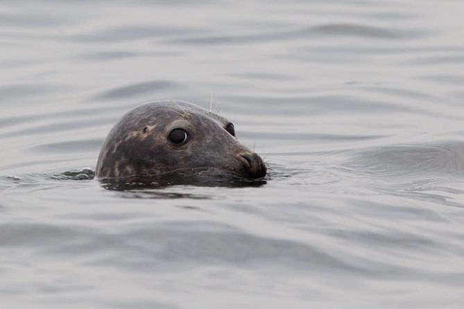 seal-watching-tour-near-malusi-islands