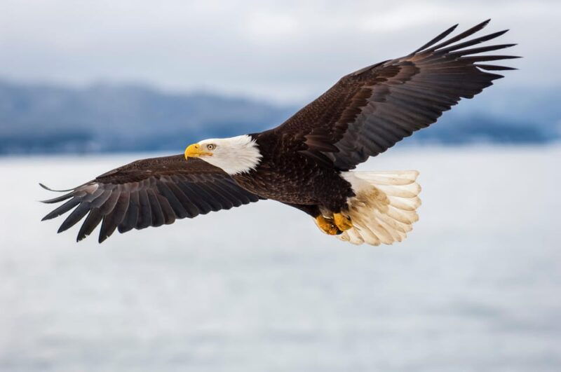 seattle-half-day-wildlife-and-whale-watching-cruise