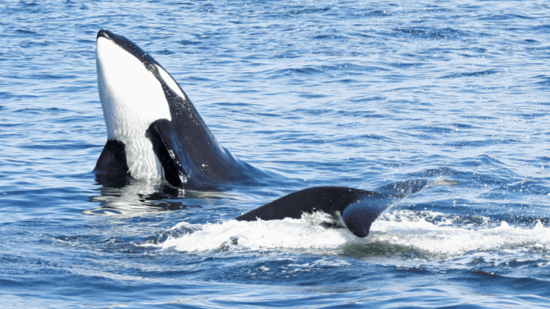 seattle-half-day-wildlife-and-whale-watching-cruise