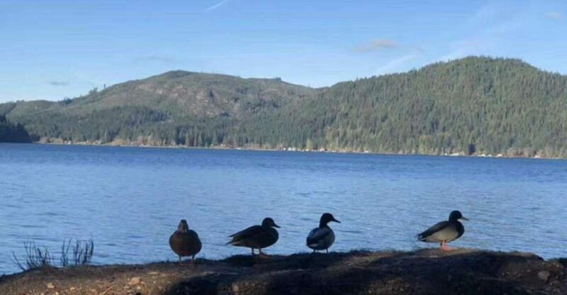 seattle-olympic-national-park-day-tour-with-scenic-ferries