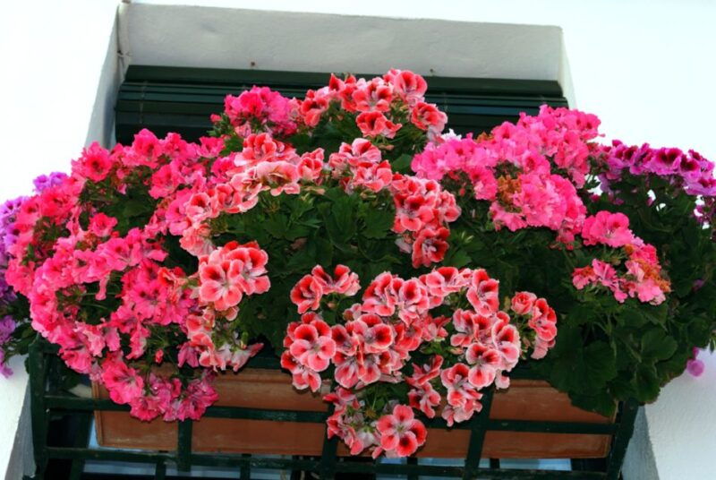 seville-barrio-de-santa-cruz-small-group-walking-tour