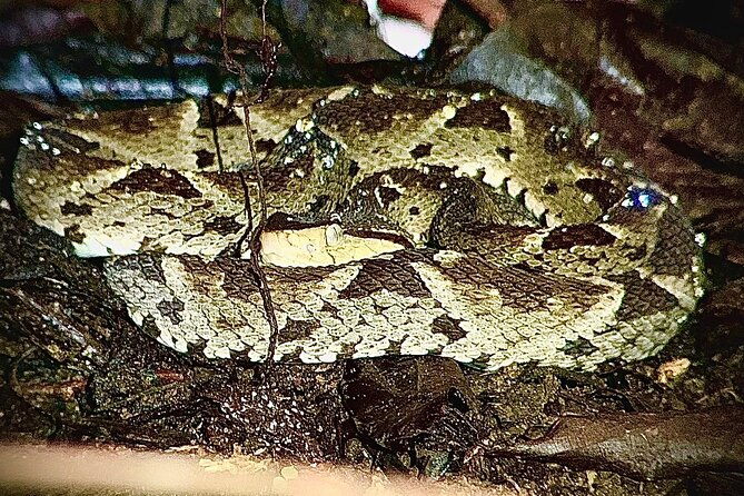 shared-night-tour-forest-experience-in-manuel-antonio