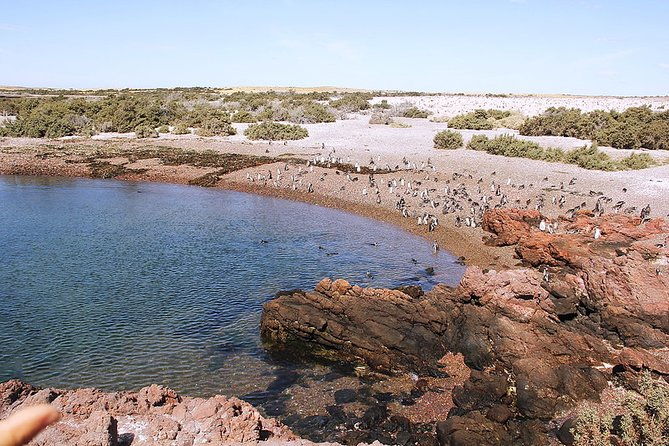 shore-excursion-punta-tombo-penguin-reserve-from-puerto-madryn