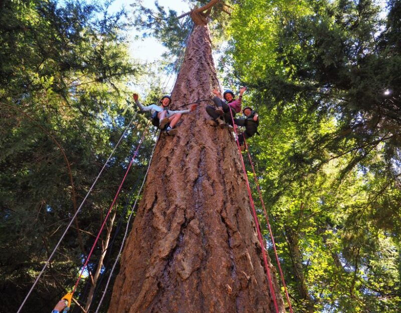 silver-falls-old-growth-tree-climbing-adventure