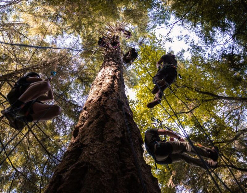 silver-falls-state-park-tree-climbing-sunset-tour