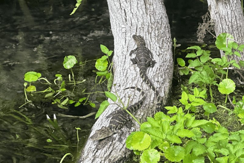 silver-springs-guided-clear-kayak-or-paddleboard-gator-tour