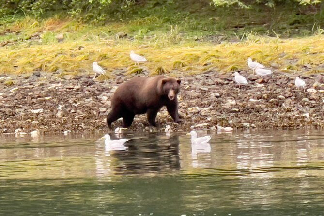 sitkas-private-wildlife-whale-adventure-for-6-w-transportation