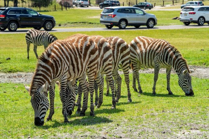 six-flags-wild-safari-drive-thru-adventure