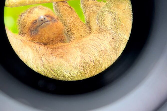 sloth-discovery-tour-in-la-fortuna-wildlife