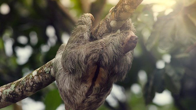 sloth-sanctuary-rafting-class-ii-iii-combo