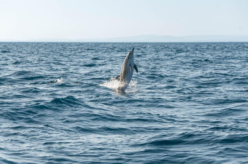 small-group-dolphin-marine-wildlife-watching-tour