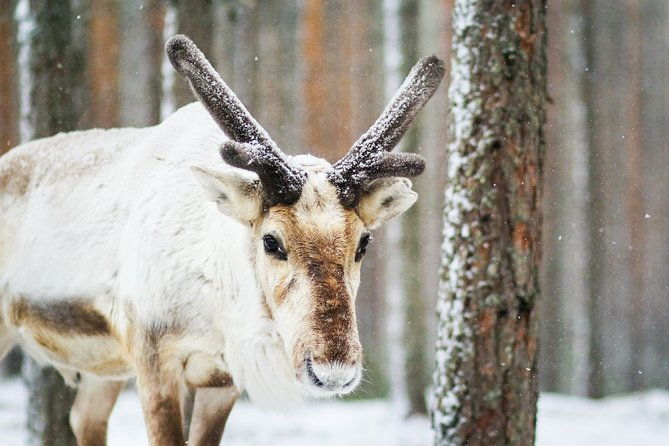 snowshoe-trip-for-searching-arctic-animals