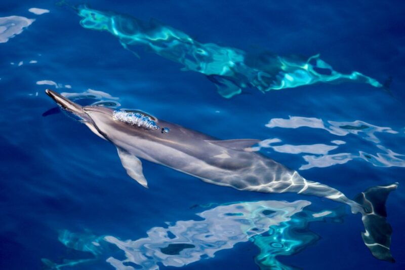 south-maui-lanai-snorkel-dolphin-watch-from-maalaea