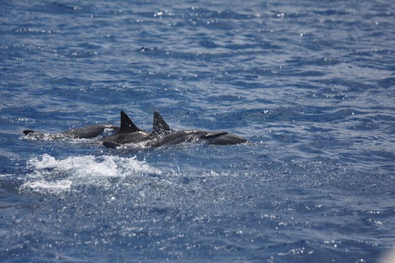 south-maui-maalaea-guided-luxury-snorkel-cruise