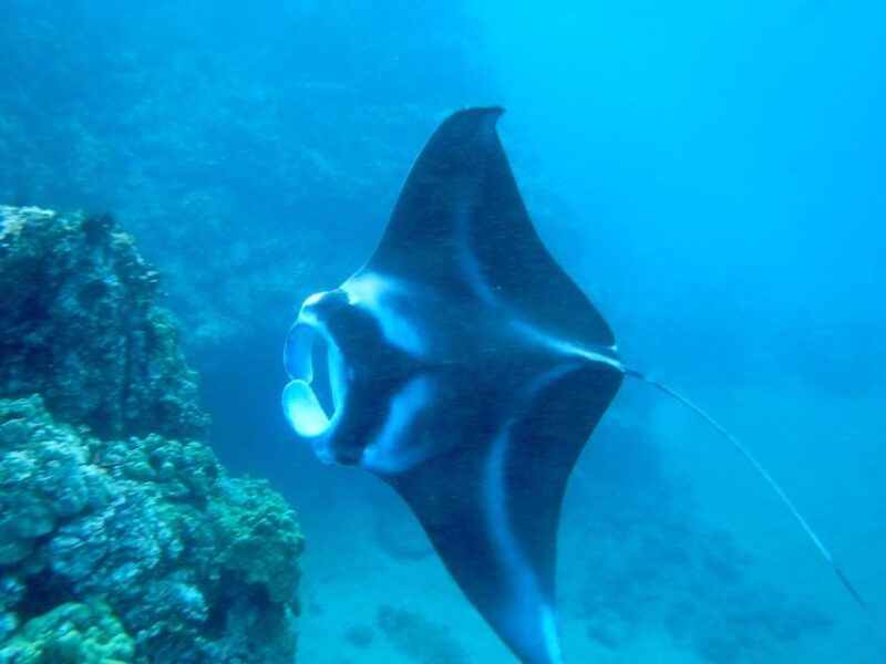 south-maui-premium-turtle-town-kayak-and-snorkel-tour