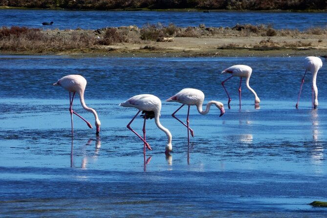 sunset-among-flamingos-in-the-ebro-delta