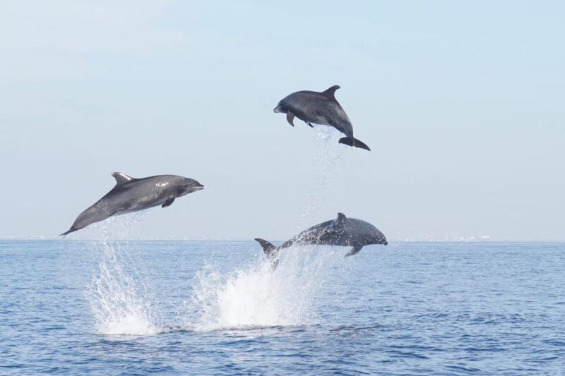 superior-2hr-private-whale-dolphin-watching-newport-beach