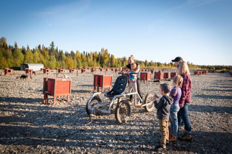 talkeetna-mushing-experience-with-iditarod-champion-dogs